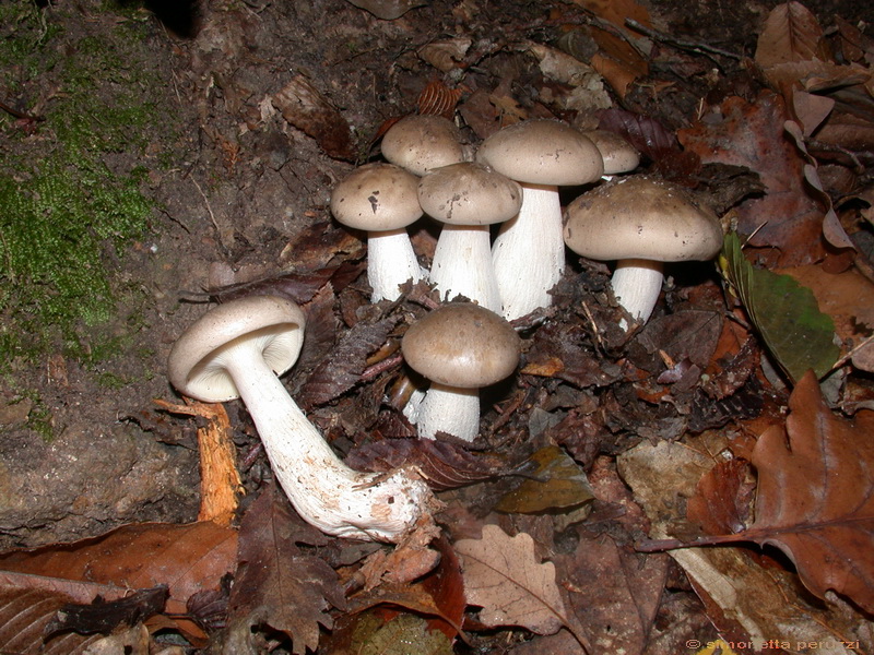 Escursione  in terra di Siena